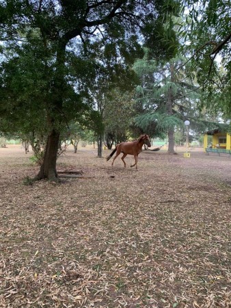 VENTA CAMPO GENERAL RODRIGUEZ